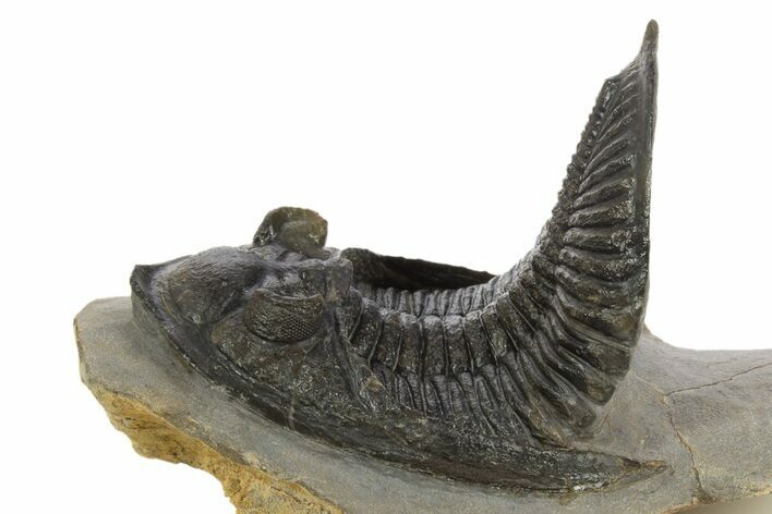 Gorgeous Zlichovaspis Trilobite - Atchana, Morocco #320857